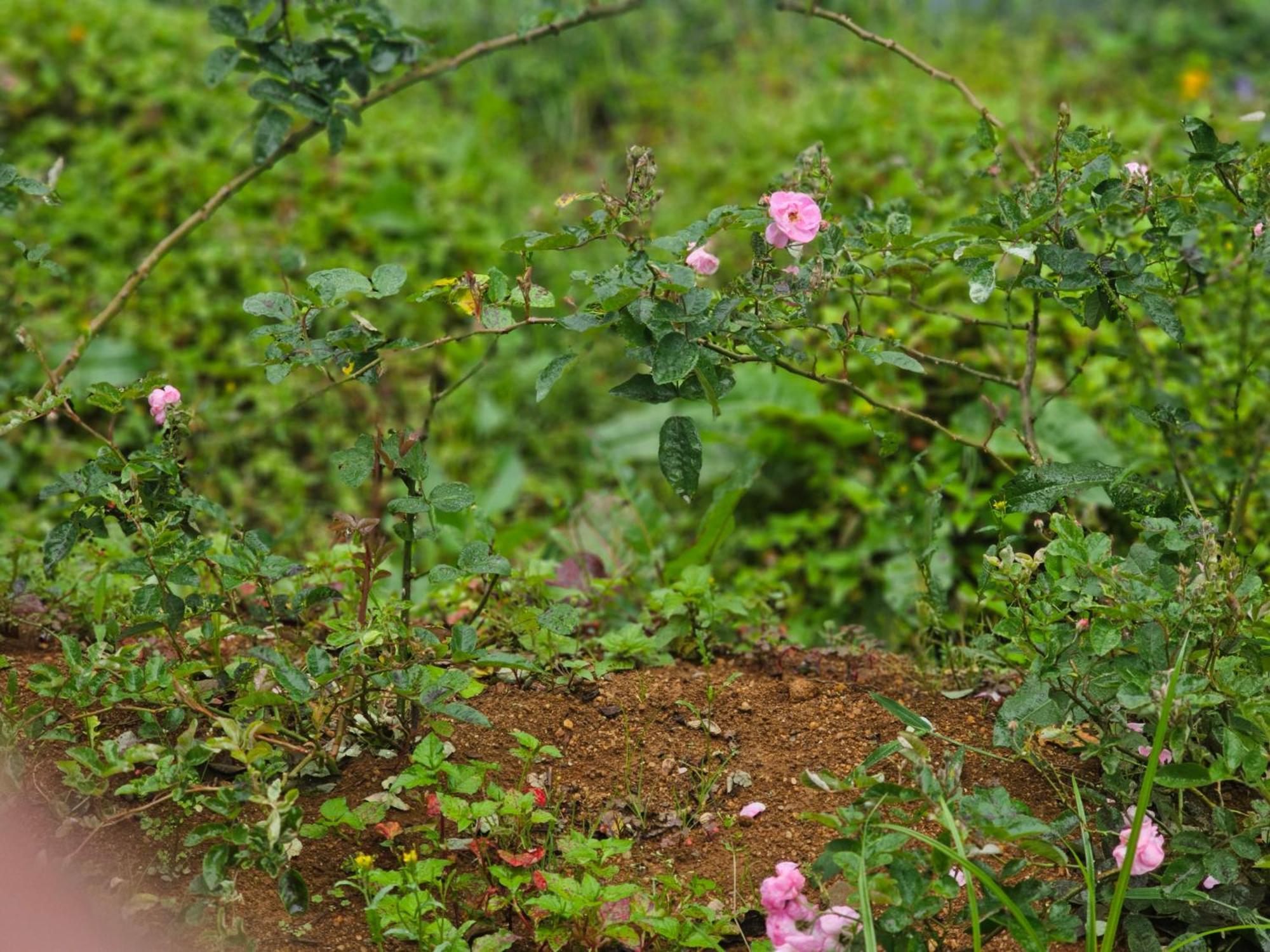 Hostel Haven Backpackers Nuwara Eliya Exteriér fotografie